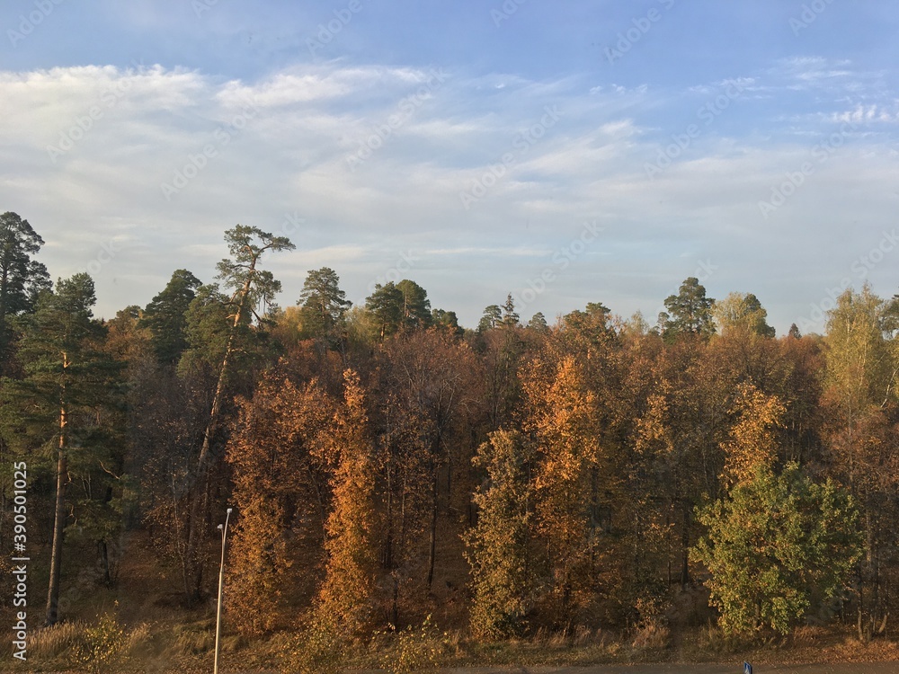 Fototapeta premium forest