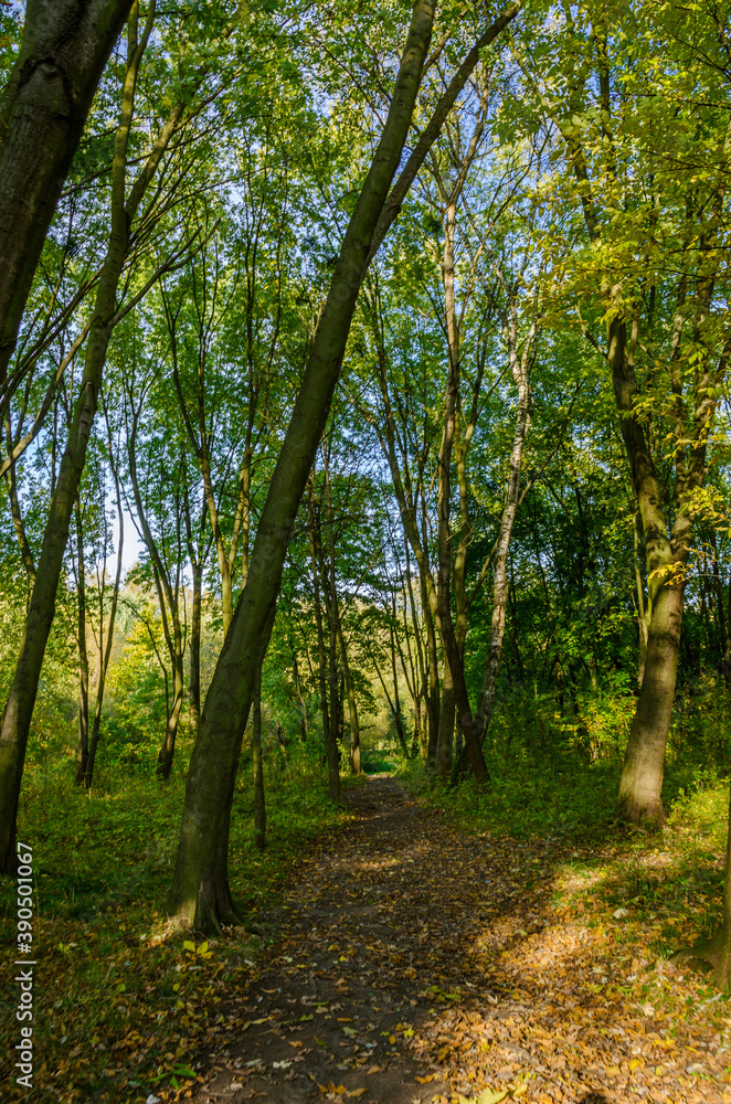 Landscape with autumn forest in the sunny day. Yellow and green forest in the fall season. Landscape with autumn forest in the sunny day. Yellow and green forest in the fall season.