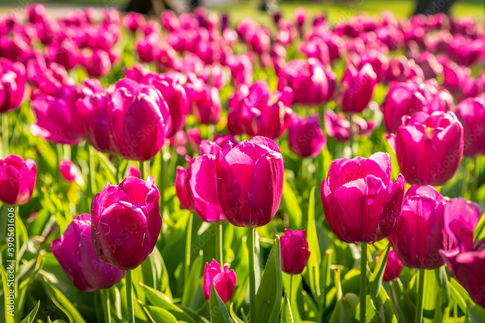 Purple tulips bud beautifully in a flower garden