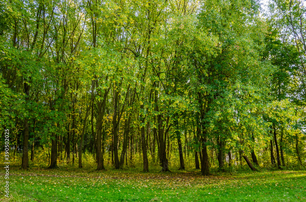 Landscape with autumn forest in the sunny day. Yellow and green forest in the fall season. Landscape with autumn forest in the sunny day. Yellow and green forest in the fall season.