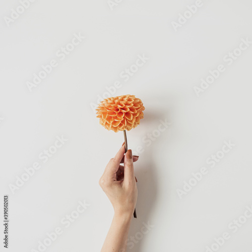 Leinwand Poster Female hand holding ginger dahlia flower on white background