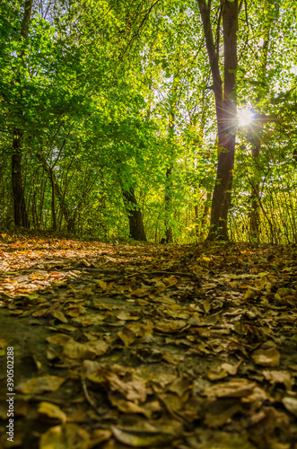 Landscape with autumn forest in the sunny day. Yellow and green forest in the fall season.