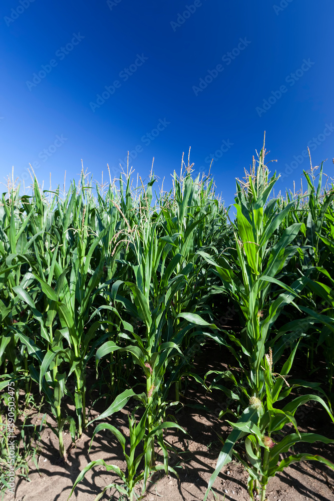 agricultural field with green corn agricultural field with green corn