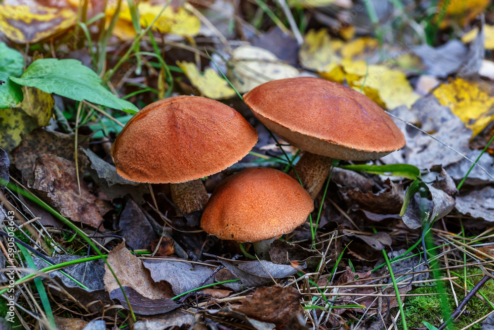 Cute penny bun mushroom is growing in the grass. The beautiful small brown cap of a cep is in the focus. It is vegetarian diet food. The mushroom grows in Ukrainian Carpathian Mountains in the forest. Cute penny bun mushroom is growing in the grass. The beautiful small brown cap of a cep is in the focus. It is vegetarian diet food. The mushroom grows in Ukrainian Carpathian Mountains in the forest.