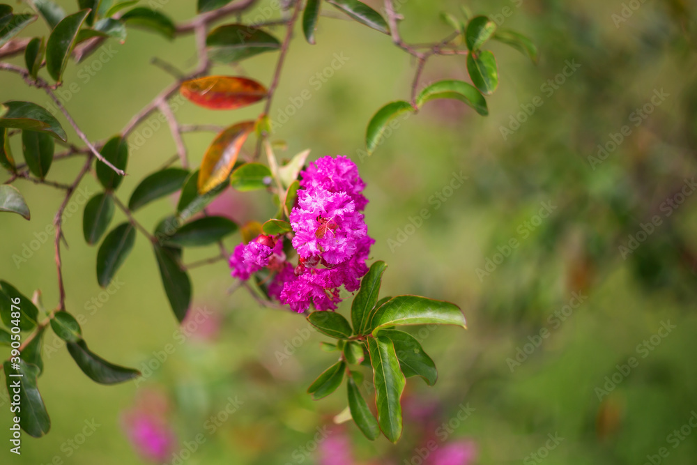 Lagerstroemia speciosa (scientific name Lagerstroemia indica) close-up on a blurry background with copy space. Lagerstroemia speciosa (scientific name Lagerstroemia indica) close-up on a blurry background with copy space.