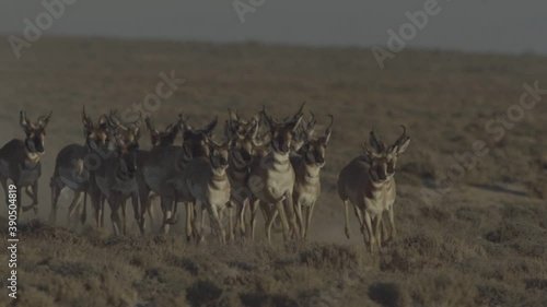 herd of pronghorn running at sunset s-log2 photo