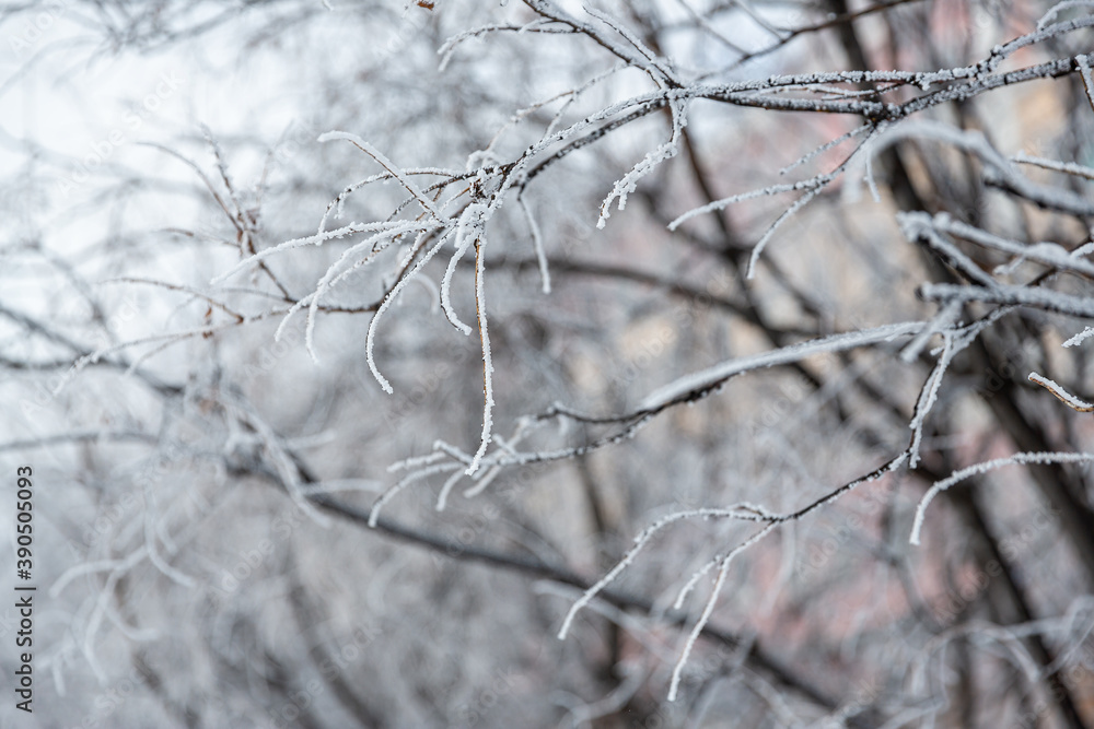 Snow and rime ice on the branches of bushes. Beautiful winter background with twigs covered with hoarfrost. Plants in the park are covered with hoar frost. Cold snowy weather. Cool frosting texture. Snow and rime ice on the branches of bushes. Beautiful winter background with twigs covered with hoarfrost. Plants in the park are covered with hoar frost. Cold snowy weather. Cool frosting texture.