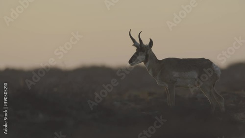 herd of pronghorn running at sunset s-log2 photo