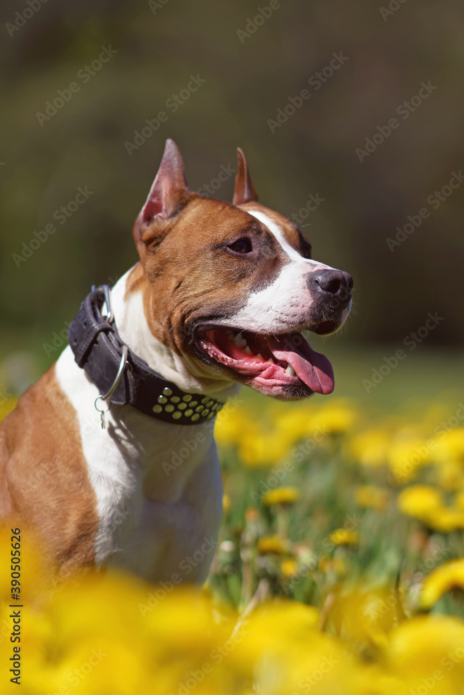 The portrait of a red and white American Staffordshire Terrier dog with cropped ears and a collar posing outdoors in a green grass with yellow dandelion flowers The portrait of a red and white American Staffordshire Terrier dog with cropped ears and a collar posing outdoors in a green grass with yellow dandelion flowers