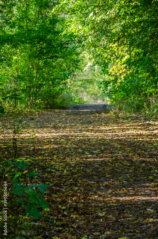 Obraz premium Landscape with autumn forest in the sunny day. Yellow and green forest in the fall season.