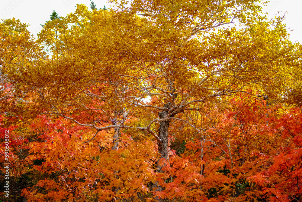 Naklejka premium 北海道の紅葉