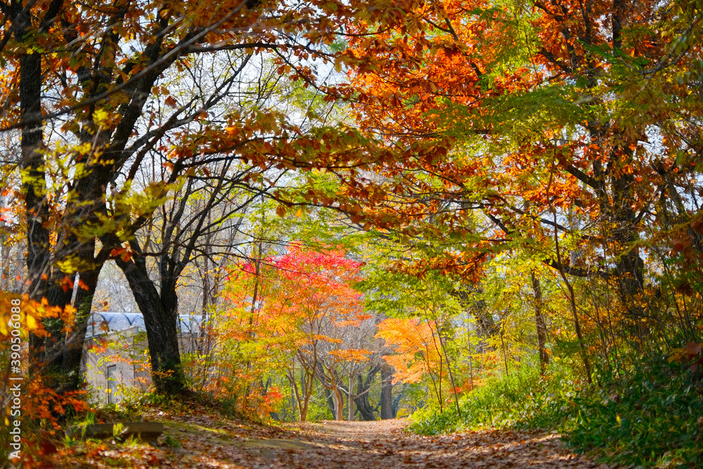 北海道の紅葉