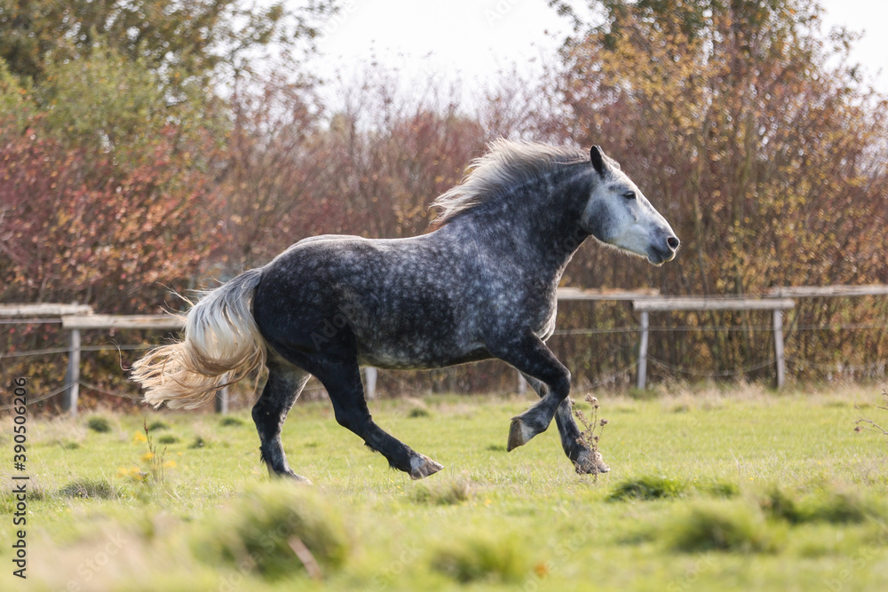 Fototapeta premium Kaltblut galoppiert im Herbst