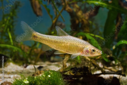 topmouth gudgeon, aggressive dominant freshwater fish from East, master of biotope aquarium in full beauty, highly adaptable invasive species in European rivers