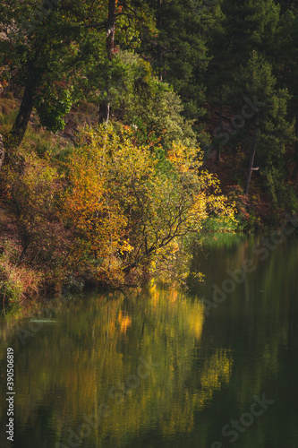 autumn forest reflection