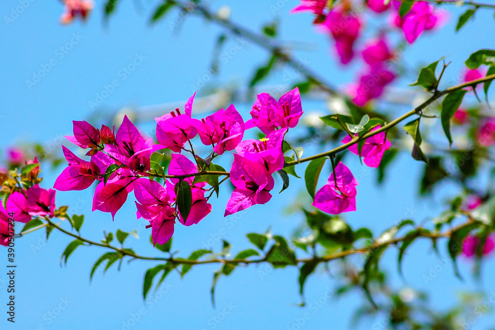 Obraz premium Bougainvillea in south east Asia
