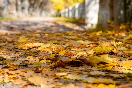 foglie morte sul viale autunnale