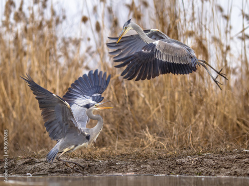 Obraz na płótnie Two Grey herons fighting