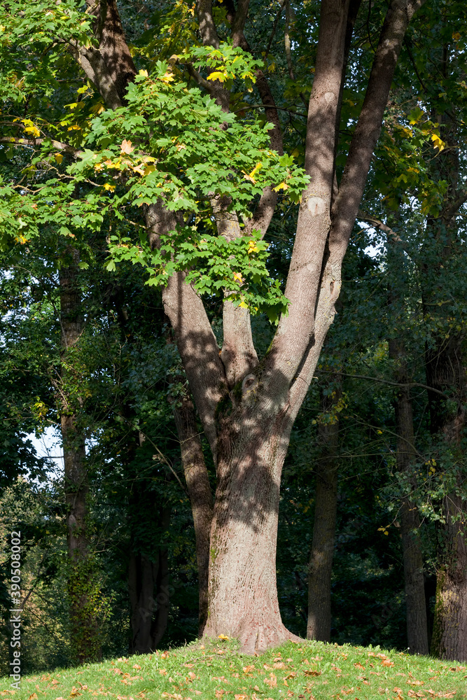 Fototapeta premium changing the color of maple in the autumn season