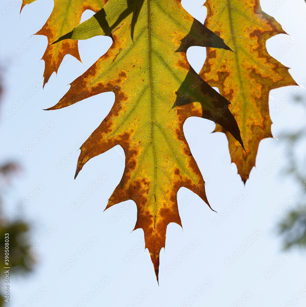 Naklejka premium deciduous trees oak in the forest or in the Park