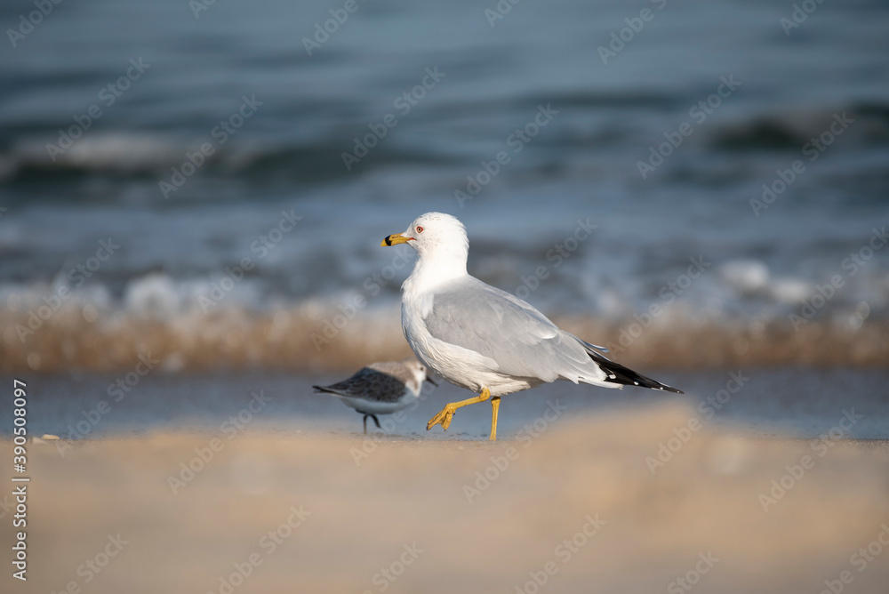 Ring Billed Gull Ring Billed Gull