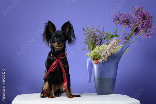 Black dog on a blue background with flowers