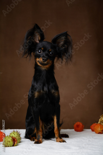 Black dog on a brown background with chestnuts and physalis