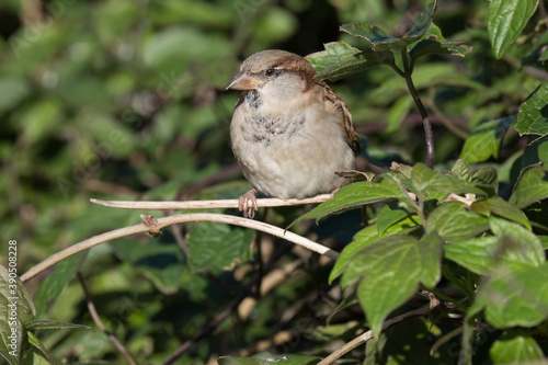 Sparrow perching on a twig