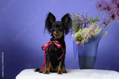 Black dog on a blue background with flowers
