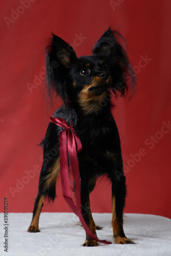 Black Dog Toy Terer on a red background