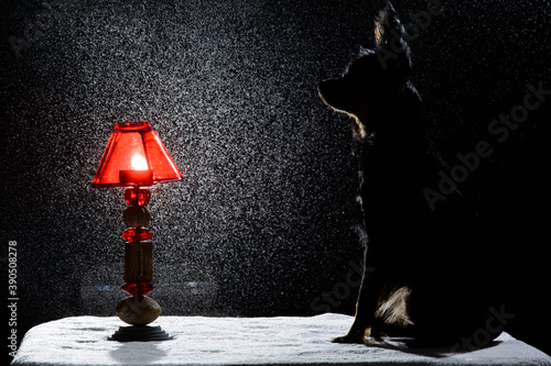 Black dog toy terer on a black background with splashes and lamp