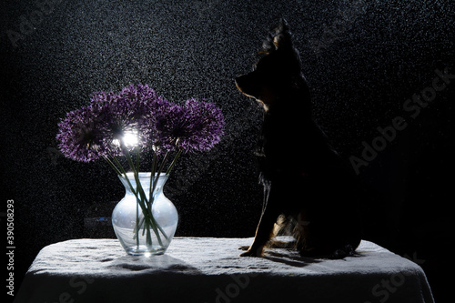 Black Toy Terer dog on a black background with splashes and flowers photo