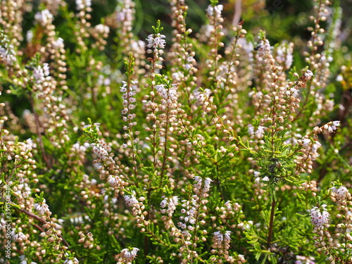 Heather (Calluna vulgaris)