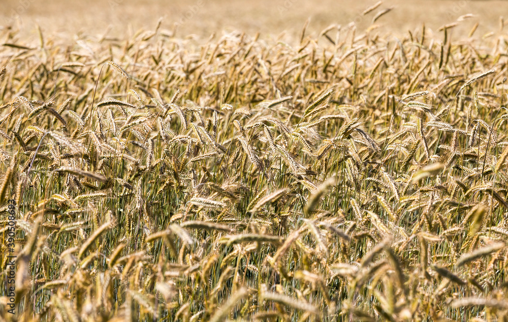 Fototapeta premium agricultural field