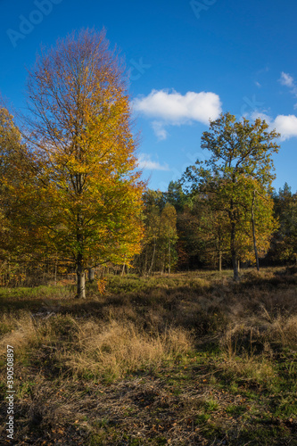 autumn forest with golden colors