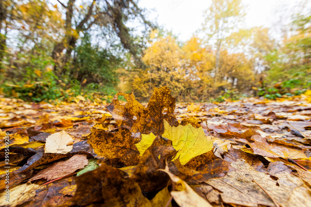 fallen to the ground foliage of deciduous trees fallen to the ground foliage of deciduous trees