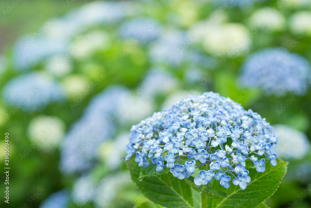 ボケをバックに青と白のアジサイの花 ボケをバックに青と白のアジサイの花