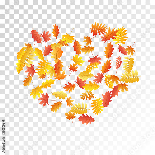 Oak, maple, wild ash rowan leaves vector, autumn foliage on transparent background.