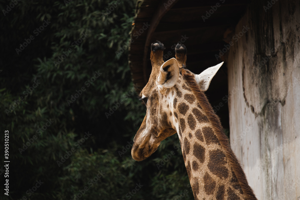Obraz premium portrait of a giraffe