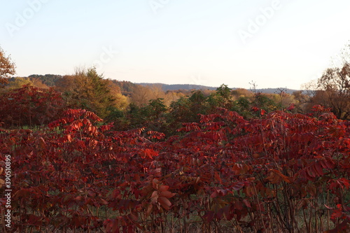 The deep red autumn colors of the sumac contrast against the lighter foliage in a mountain valley photo