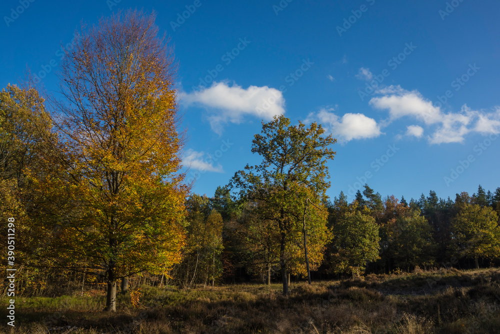 autumn in the forest