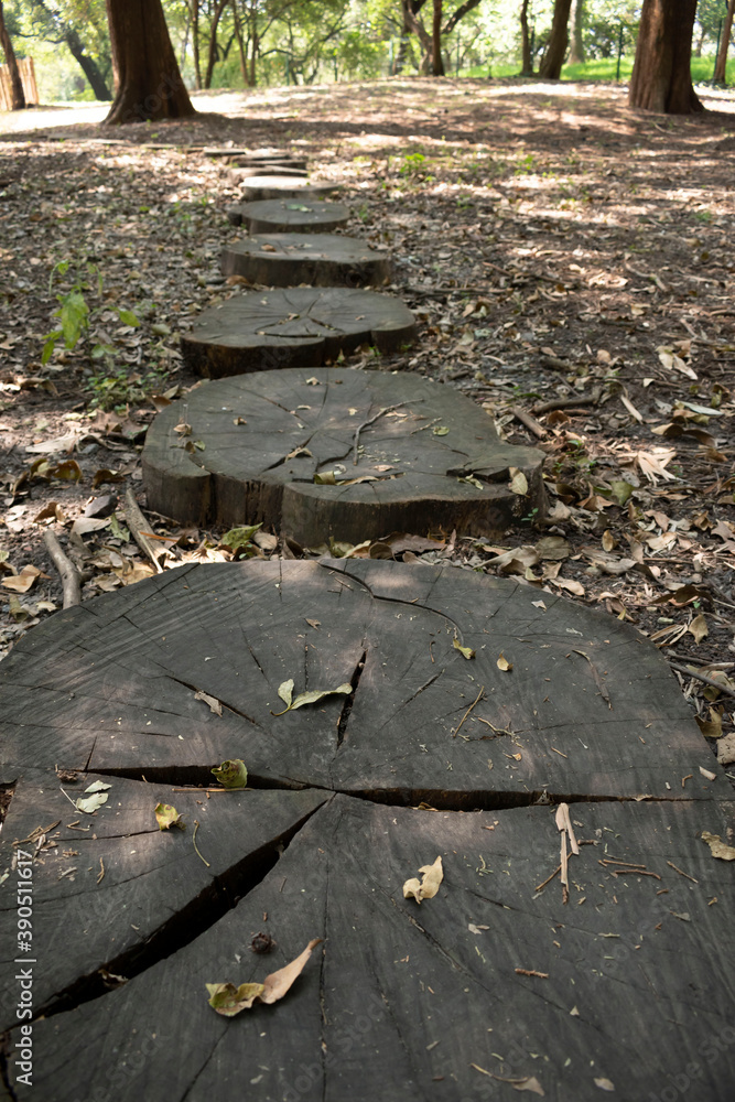 Wood slices path, autumn in the park Wood slices path, autumn in the park