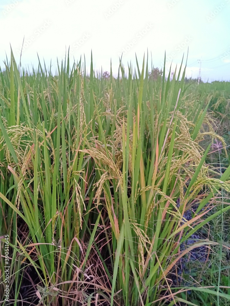 Fototapeta premium rice field