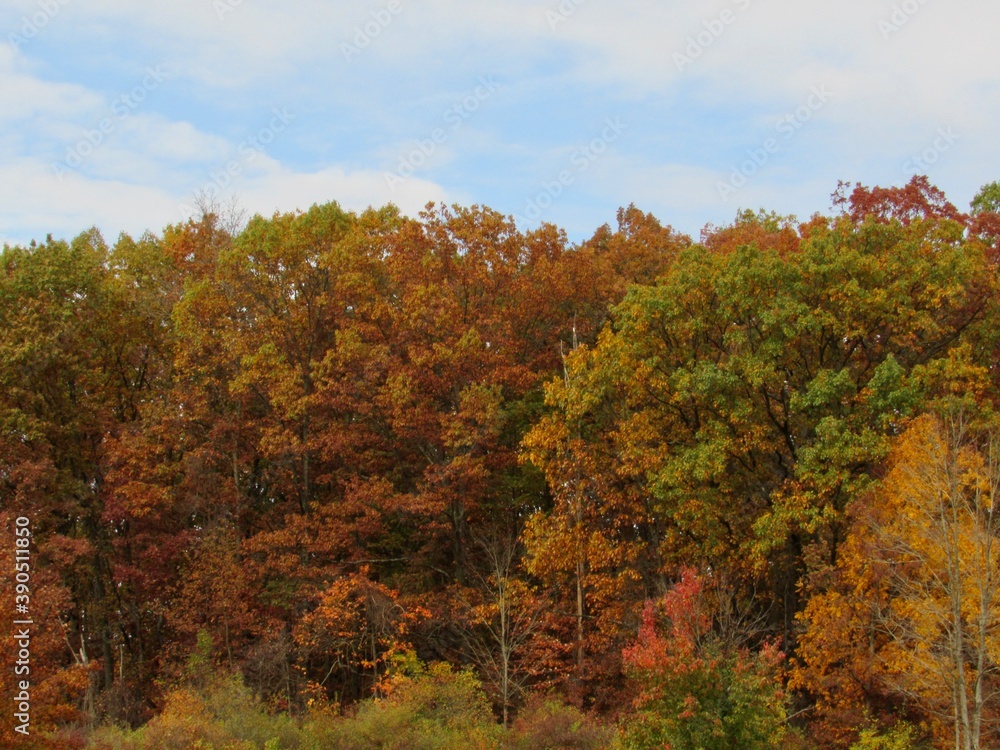 Fototapeta premium autumn trees in the forest