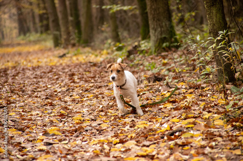 Wallpaper Mural walk in the woods with a jack russel terrier Torontodigital.ca