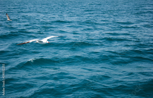 seagull flying over the sea with the clear sky in the background and open wings on a summer day with space for text
