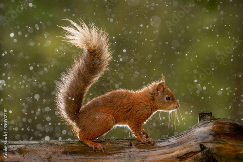 Red Squirrel (Sciurus vulgaris) wild animals photographed against a green background. 