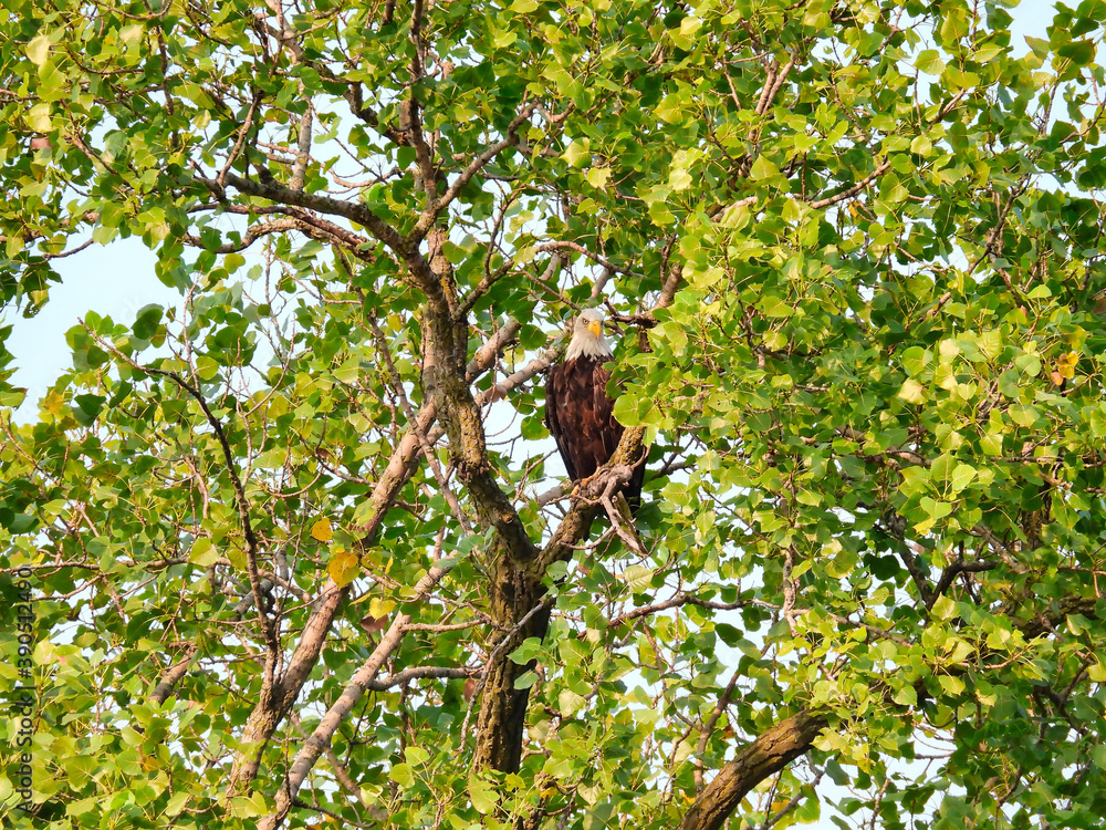 Bald Eagle Bird of Prey Raptor Perched High in Tree on a Summer Day Hiding in the Green Leaves as a Predator Hunting for Prey