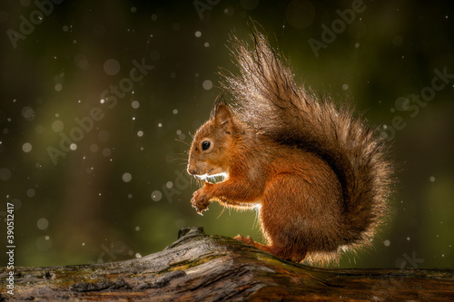 Red Squirrel (Sciurus vulgaris) wild animals photographed against a green background. 