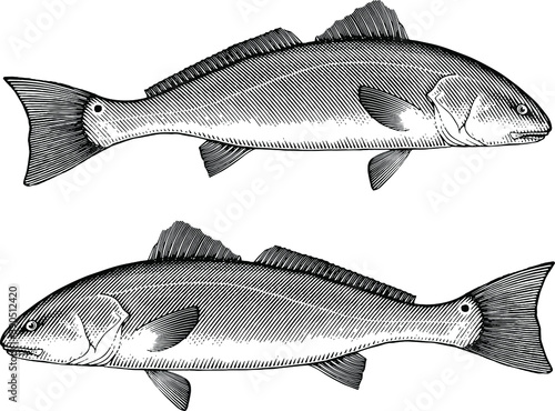 Illustration of a Red Drum fish in a vintage style